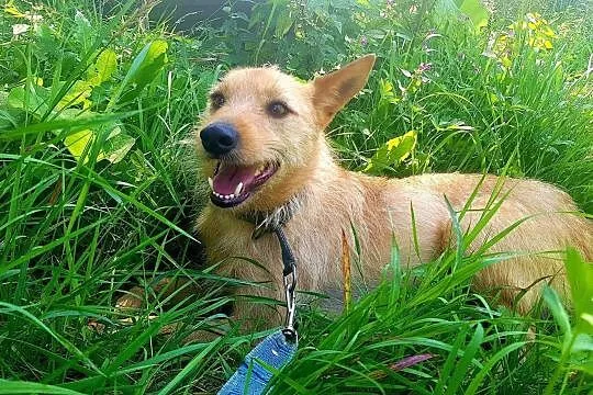 Młody Fly, łagodny TERIEREK mix szuka kochającego domu, Mazowieckie, Warszawa