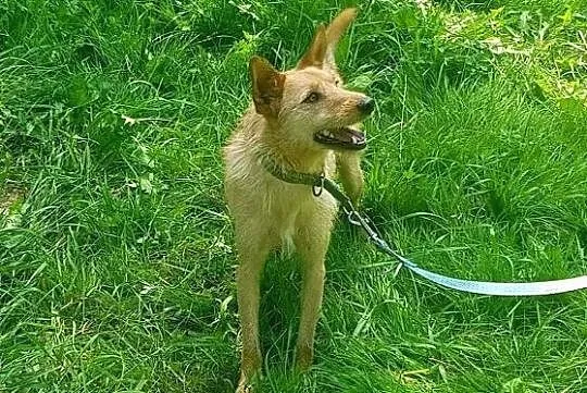 Młody Fly, łagodny TERIEREK mix szuka kochającego domu, Mazowieckie, Warszawa
