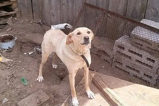 Pusia pilnie szuka nowego domu