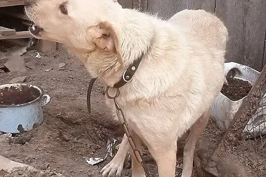 Pusia pilnie szuka nowego domu