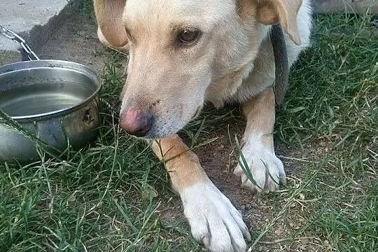 Pusia pilnie szuka nowego domu