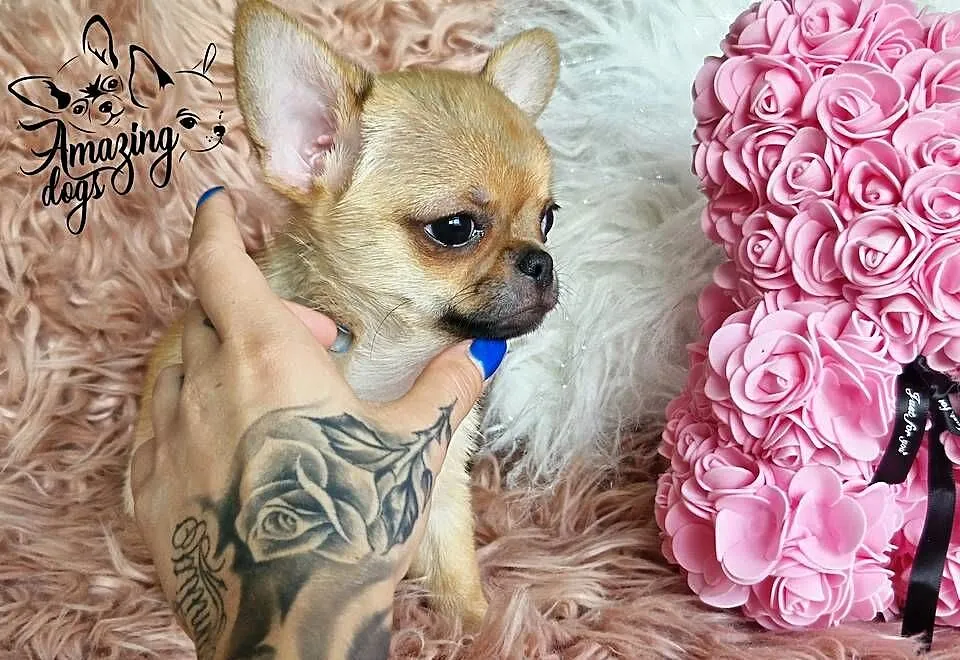 Śliczny chłopiec chihuahua, Dolnośląskie, Głogów