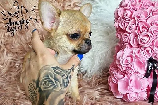 Śliczny chłopiec chihuahua, Dolnośląskie, Głogów