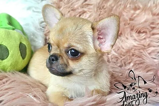 Śliczny chłopiec chihuahua, Dolnośląskie, Głogów