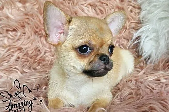 Śliczny chłopiec chihuahua, Dolnośląskie, Głogów