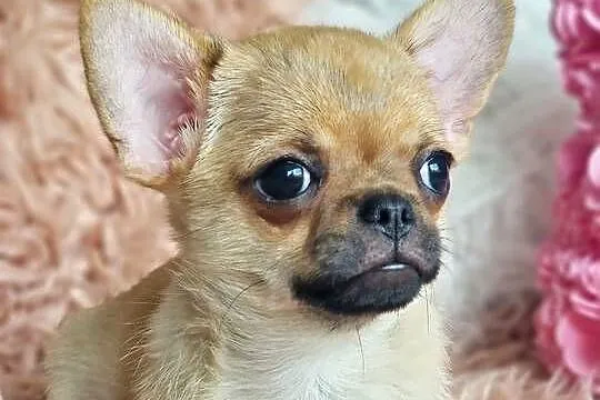 Śliczny chłopiec chihuahua, Dolnośląskie, Głogów