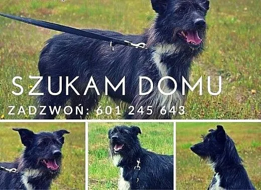 Niunia - piękna sunia o niezwykłym umaszczeniu - n