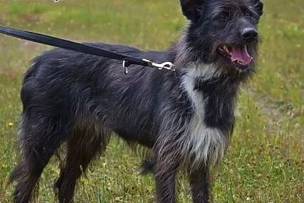 Niunia - piękna sunia o niezwykłym umaszczeniu - n