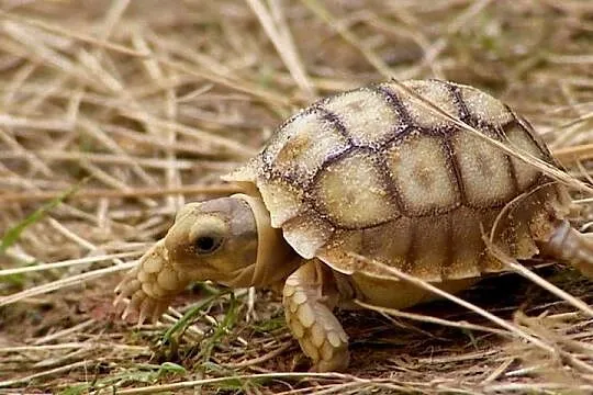 Żółwie pustynne urodzone w 2025 roku (Centrochelys sulcata)