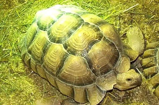 Żółwie pustynne urodzone w 2025 roku (Centrochelys sulcata), Śląskie, Katowice