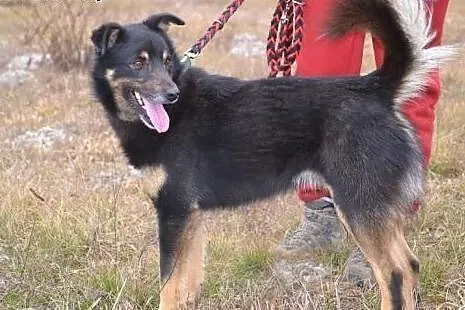 Irysek spędza w schronisku zimę - marznie, moknie,