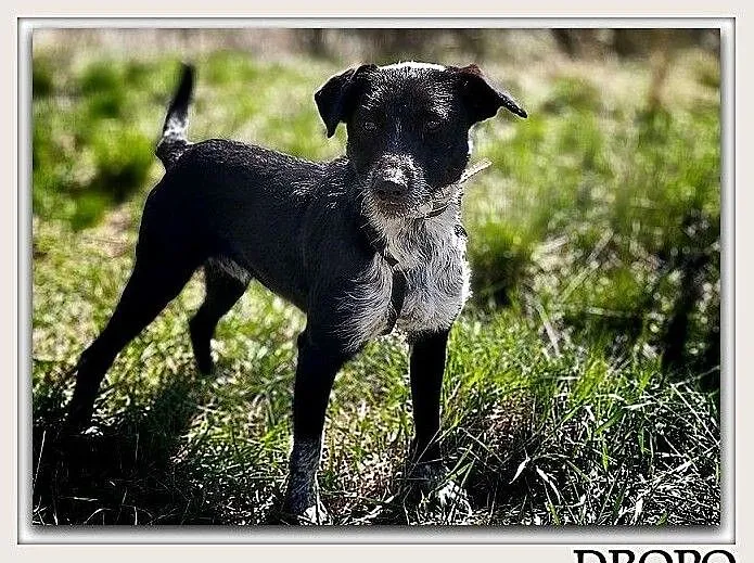 Młodziutki,17 kg,bardzo sympatyczny,łagodny,wesoły psiak DROPO.Adopcja., , Wrocław