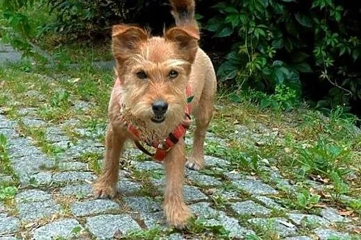 Sabinka ślicznotka szuka domu na zawsze  ,  mazowi