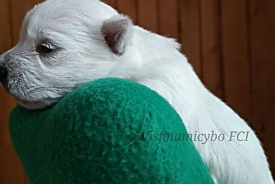 West Highland White Terrier szenięta FCI prawdziwy, Kalisz Pomorski
