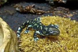 Ambystoma mavortium