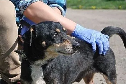 Malutki Lami już nie daje rady w schronisku,  śląs