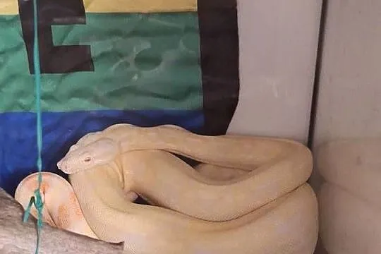 Wąż boa samica