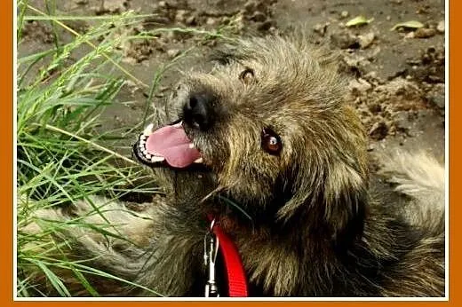 Długowłosy,przesympatyczny psiak LULEK,grzeczny,ła