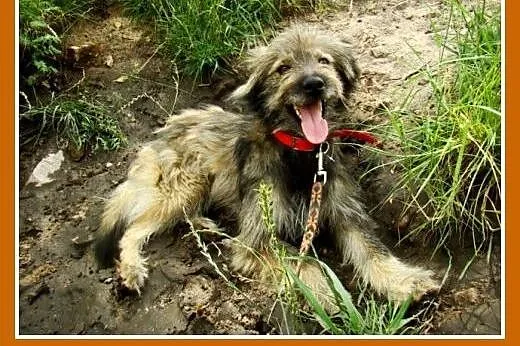 Długowłosy,przesympatyczny psiak LULEK,grzeczny,ła