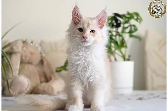 Gaston cudowny przystojniak, kocurek maine coon