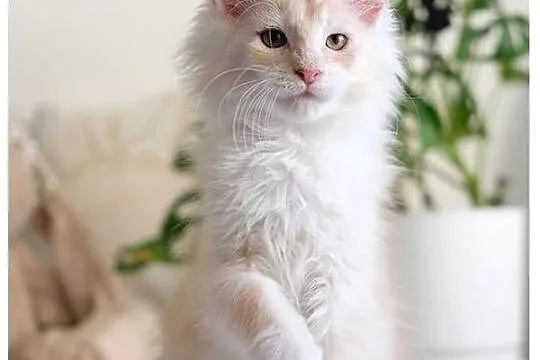 Gaston cudowny przystojniak, kocurek maine coon, Mazowieckie, Warszawa