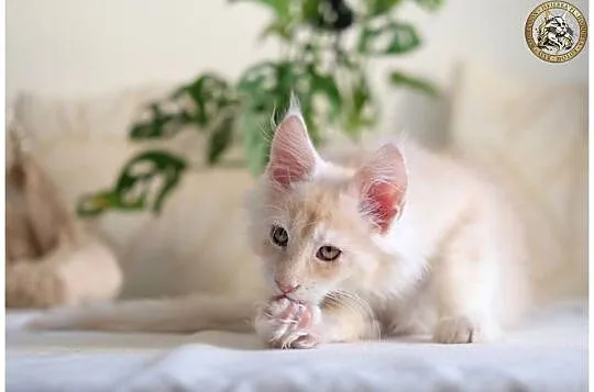 Gaston cudowny przystojniak, kocurek maine coon, Mazowieckie, Warszawa
