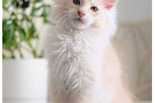 Gaston cudowny przystojniak, kocurek maine coon, Mazowieckie, Warszawa
