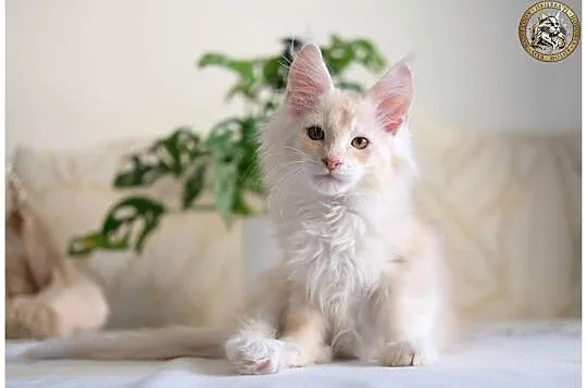 Gaston cudowny przystojniak, kocurek maine coon, Mazowieckie, Warszawa
