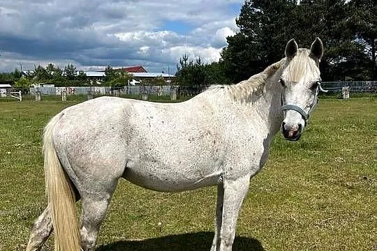 Wałach z cudownym charakterem, Dolnośląskie, Sobin