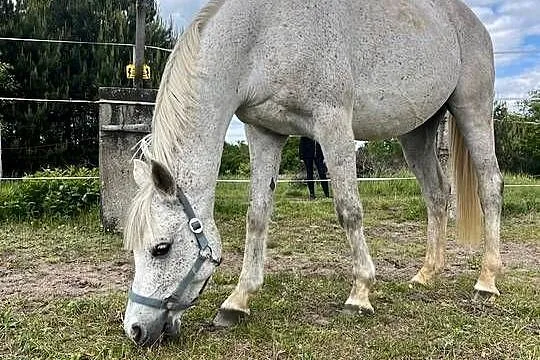 Wałach z cudownym charakterem, Dolnośląskie, Sobin