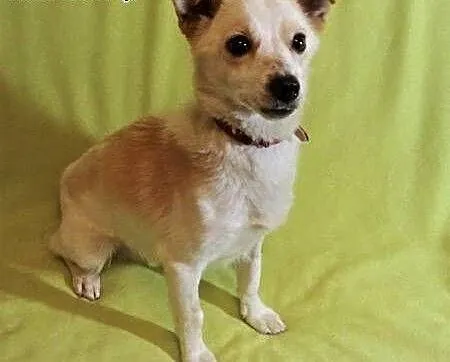 RAMBO – wrażliwy, malutki, 6 kg psiak; szuka domu, łódzkie Łódź, Łódzkie, Łódź