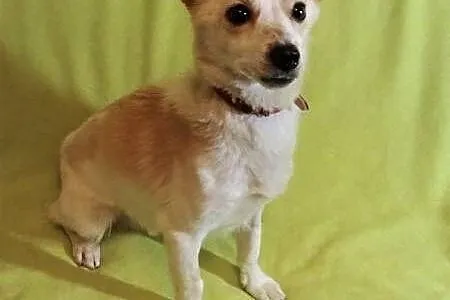 RAMBO &#8211; wrażliwy, malutki, 6 kg psiak; szuka domu,  łódzkie Łódź, Łódzkie, Łódź