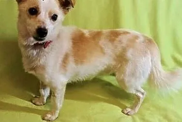 RAMBO &#8211; wrażliwy, malutki, 6 kg psiak; szuka domu,  łódzkie Łódź, Łódzkie, Łódź