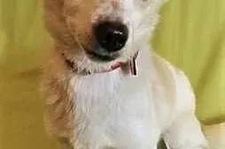RAMBO &#8211; wrażliwy, malutki, 6 kg psiak; szuka domu,  łódzkie Łódź, Łódzkie, Łódź