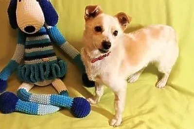 RAMBO &#8211; wrażliwy, malutki, 6 kg psiak; szuka domu,  łódzkie Łódź, Łódzkie, Łódź