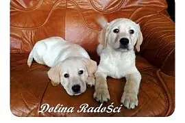 Labrador rodowodowe szczenięta,  śląskie Radlin, Radlin