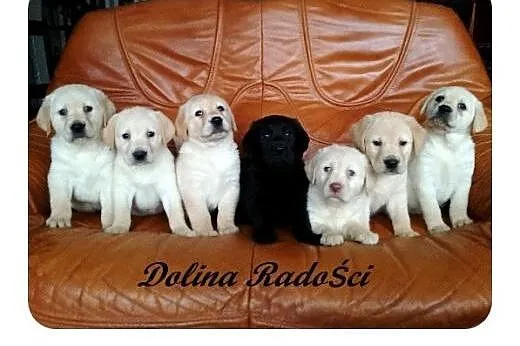 Labrador rodowodowe szczenięta,  śląskie Radlin, Radlin