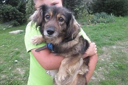 Dwa cuda do adopcji od zaraz :),  Kundelki cała Po