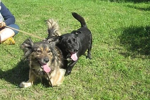 Dwa cuda do adopcji od zaraz :),  Kundelki cała Po