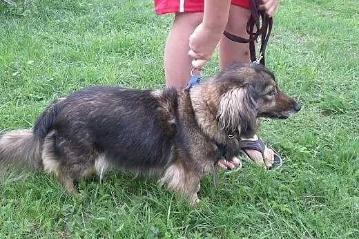 Dwa cuda do adopcji od zaraz :),  Kundelki cała Po