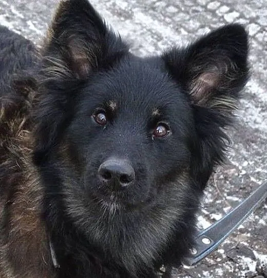 Młody Mati do adopcji, śląskie Sosnowiec