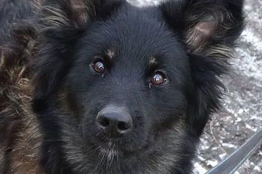 Młody Mati do adopcji,  śląskie Sosnowiec