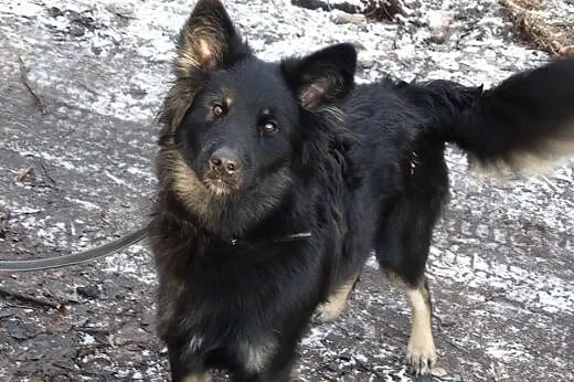 Młody Mati do adopcji,  śląskie Sosnowiec