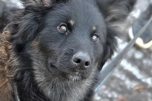 Młody Mati do adopcji,  śląskie Sosnowiec