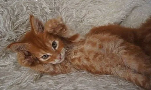 MAINE COON - piękne, duże, Koty maine coon cała P