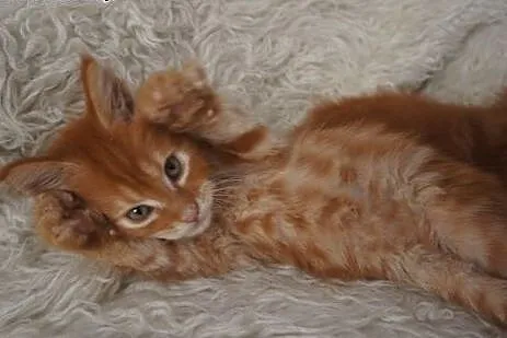 MAINE COON - piękne, duże,  Koty maine coon cała P