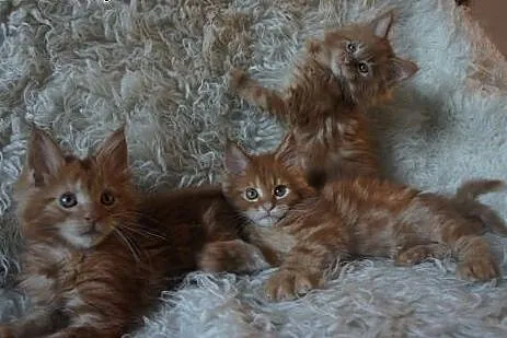 MAINE COON - piękne, duże,  Koty maine coon cała P