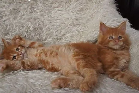 MAINE COON - piękne, duże,  Koty maine coon cała P