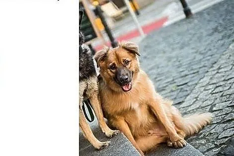 BURSZTYN tona radości, kilogramy czułości,  małopo