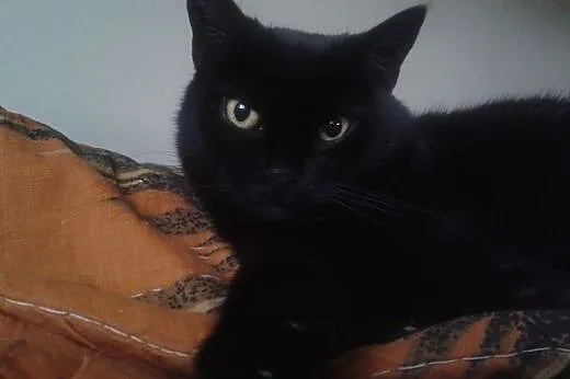 Nieśmiała, delikatna czarna koteczka szuka fajnych